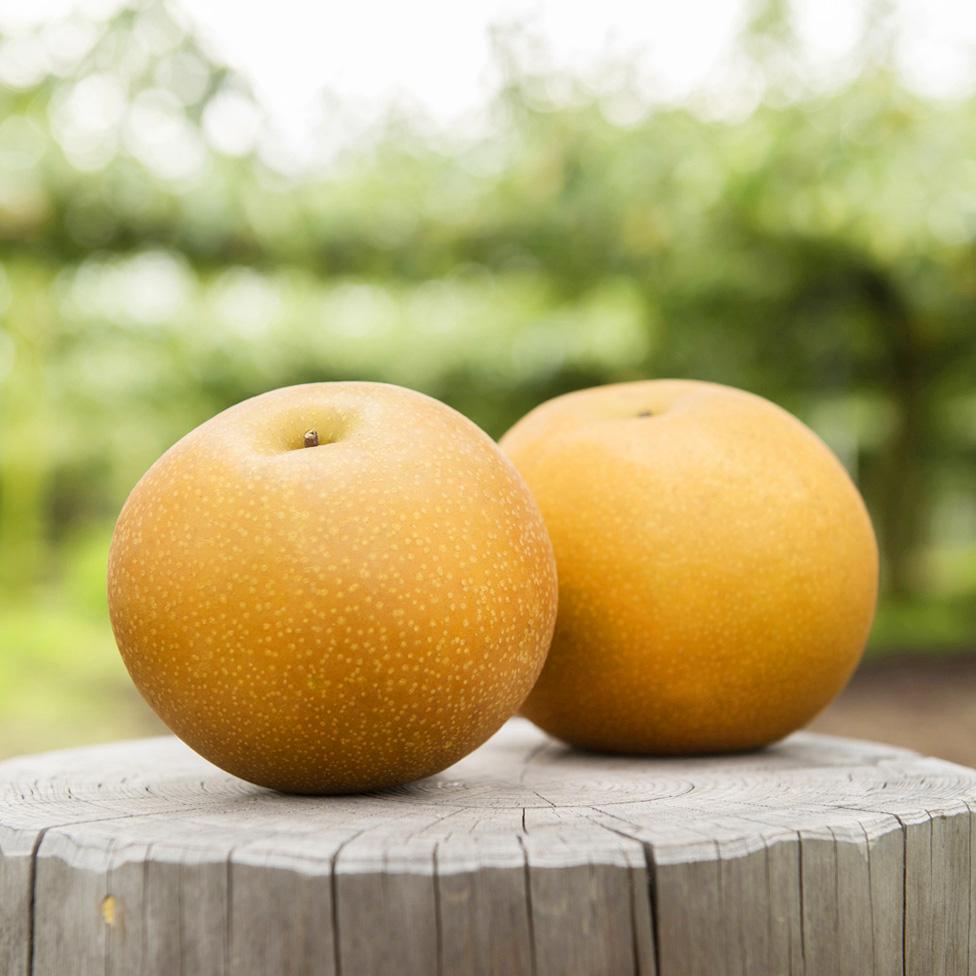 にっこり 2個入り箱 800円(900g～1000g)×2個 – フルーツパーク古賀志