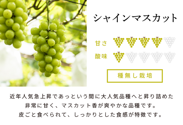 シャインマスカット【2kg入り箱（4～5房程度）】