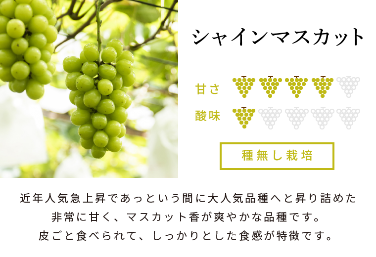 シャインマスカット【2kg入り箱（4～5房程度）】
